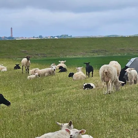 Penthouse Wasserperle *